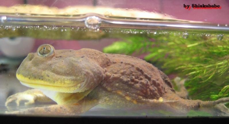 Lepidobatrachus laevis  13.jpg